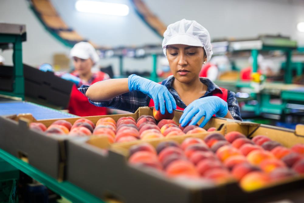 Factory worker in hairnet and gloves sorting peaches in trays on a conveyor, focused.