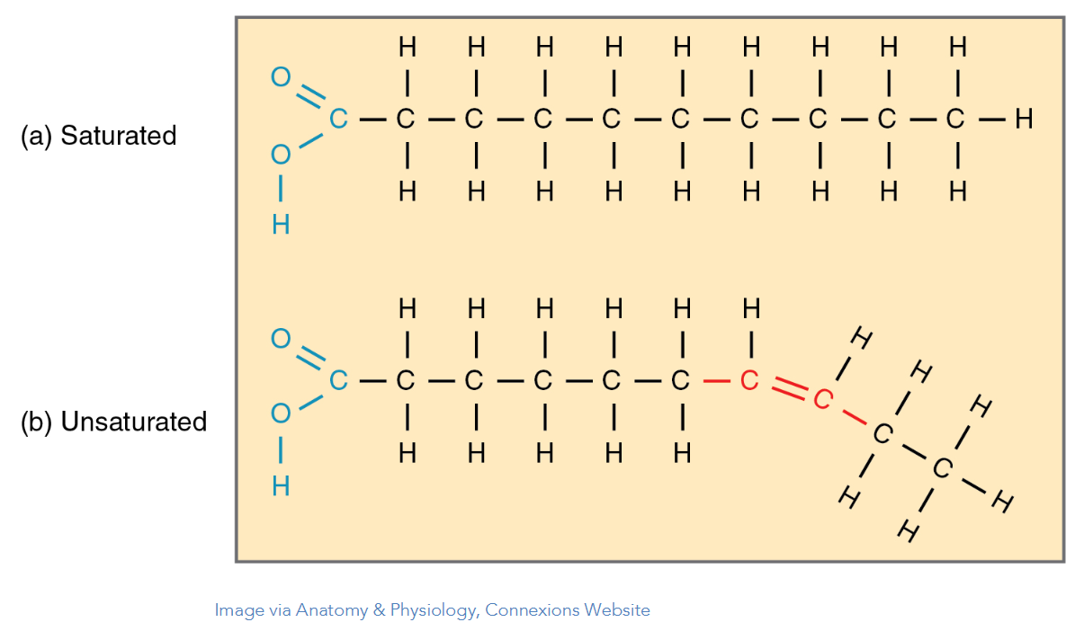 polyunsaturated fat molecule