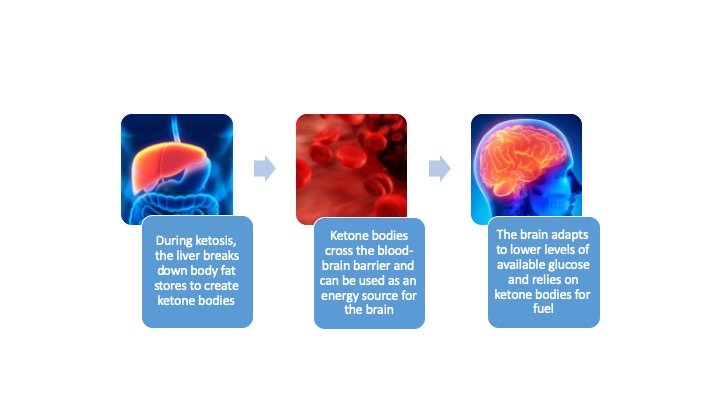 Steps which the body supports the brain's energy when glucose is unavailable. Step 1: During ketosis, the liver breaks down body fat stores to create ketone bodies. Step 2: Ketone bodies cross the blood-brain barrier and can be used as an energy source for the brain. Step 3: The brain adapts to the lower levels of glucose and relies on ketone bodies.