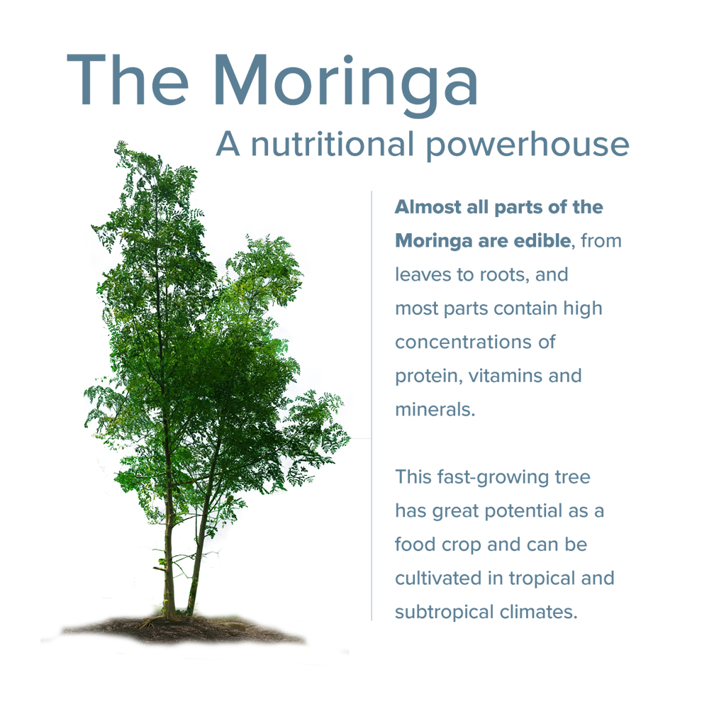 Moringa - a nutritional powerhouse ...