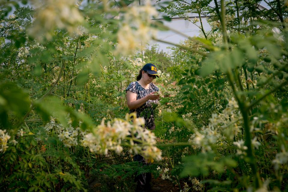 Ruth Dahlquist-Willard, a specialty crop advisor with the University of California Cooperative Extension in Fresno County, inspects the leaves of a moringa tree at a farm just outside of Fresno, CA. (Joe Proudman/ UC Davis)