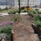 an Insight Garden Program (IGP) garden