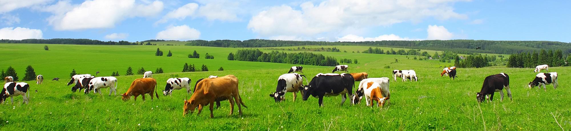 Cows in a field